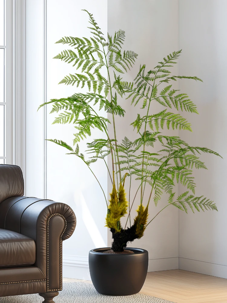 كبير مقلد القرد الذهبي السرخس  - مراجعة Dracaena Marginata وسعره